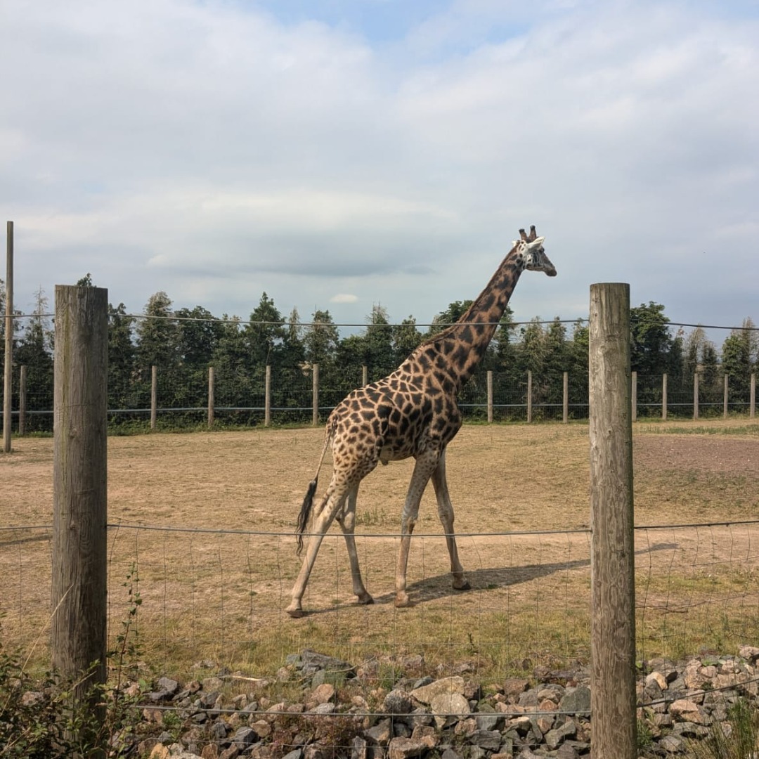 Supporting Simon at Twycross Zoo.